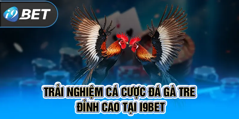 Trải nghiệm cá cược đá gà tre đỉnh cao tại I9BET